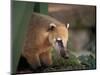 Coati Mundi, Argentina-Walter Bibikow-Mounted Photographic Print