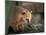 Coati Mundi, Argentina-Walter Bibikow-Mounted Photographic Print