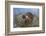 Coati on Top of Bush-DLILLC-Framed Photographic Print