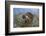 Coati on Top of Bush-DLILLC-Framed Photographic Print