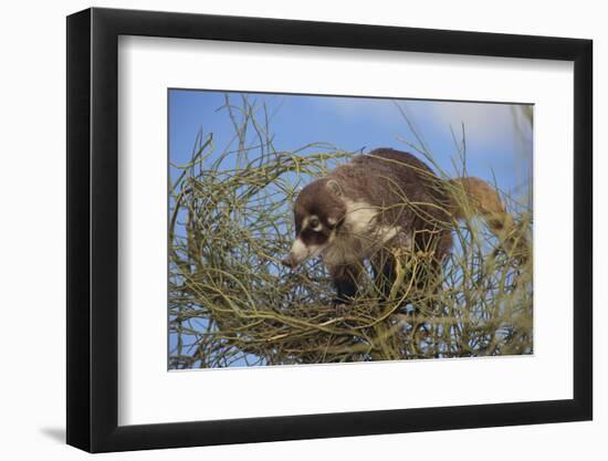 Coati on Top of Bush-DLILLC-Framed Photographic Print