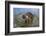 Coati on Top of Bush-DLILLC-Framed Photographic Print