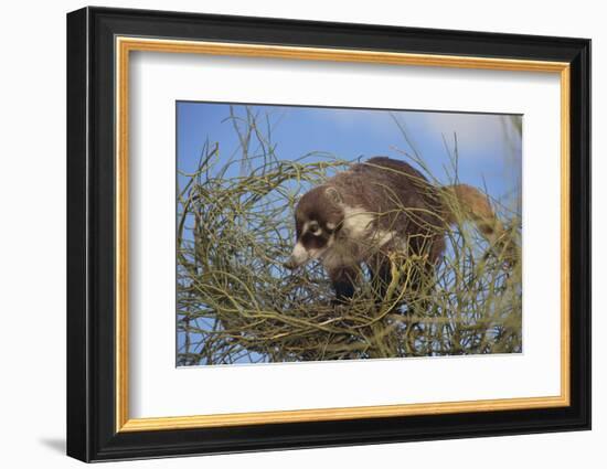 Coati on Top of Bush-DLILLC-Framed Photographic Print