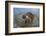 Coati on Top of Bush-DLILLC-Framed Photographic Print