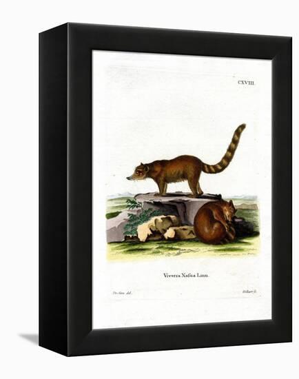 Coati-null-Framed Premier Image Canvas