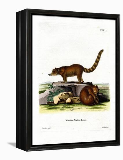 Coati-null-Framed Premier Image Canvas