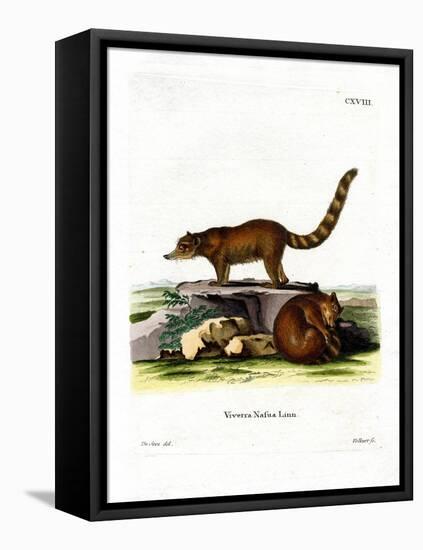 Coati-null-Framed Premier Image Canvas