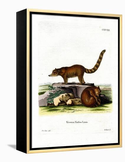 Coati-null-Framed Premier Image Canvas