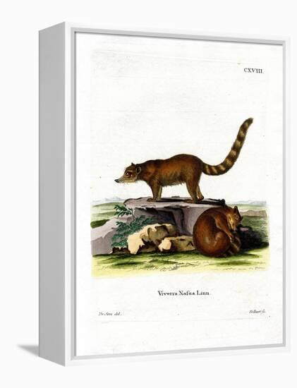 Coati-null-Framed Premier Image Canvas