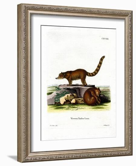 Coati-null-Framed Giclee Print