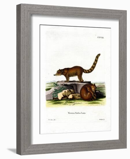 Coati-null-Framed Giclee Print