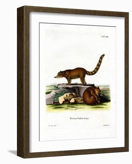 Coati-null-Framed Giclee Print