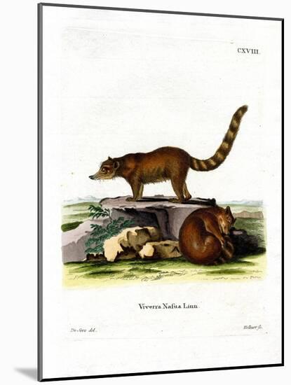 Coati-null-Mounted Giclee Print