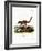 Coati-null-Framed Giclee Print