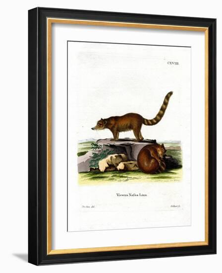 Coati-null-Framed Giclee Print