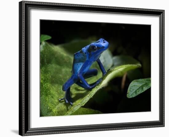 Cobalt Blue Poison Dart Frog (Dendrobates Azureus) Captive, Surinam, South America-Michael D. Kern-Framed Photographic Print
