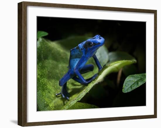 Cobalt Blue Poison Dart Frog (Dendrobates Azureus) Captive, Surinam, South America-Michael D. Kern-Framed Photographic Print