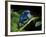 Cobalt Blue Poison Dart Frog (Dendrobates Azureus) Captive, Surinam, South America-Michael D. Kern-Framed Photographic Print