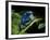 Cobalt Blue Poison Dart Frog (Dendrobates Azureus) Captive, Surinam, South America-Michael D. Kern-Framed Photographic Print