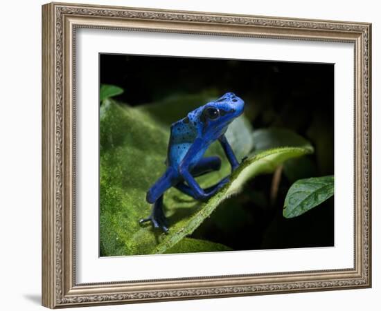 Cobalt Blue Poison Dart Frog (Dendrobates Azureus) Captive, Surinam, South America-Michael D. Kern-Framed Photographic Print