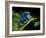 Cobalt Blue Poison Dart Frog (Dendrobates Azureus) Captive, Surinam, South America-Michael D. Kern-Framed Photographic Print