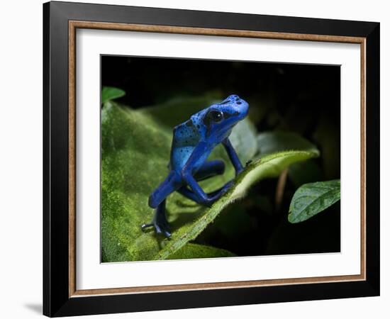 Cobalt Blue Poison Dart Frog (Dendrobates Azureus) Captive, Surinam, South America-Michael D. Kern-Framed Photographic Print