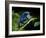 Cobalt Blue Poison Dart Frog (Dendrobates Azureus) Captive, Surinam, South America-Michael D. Kern-Framed Photographic Print