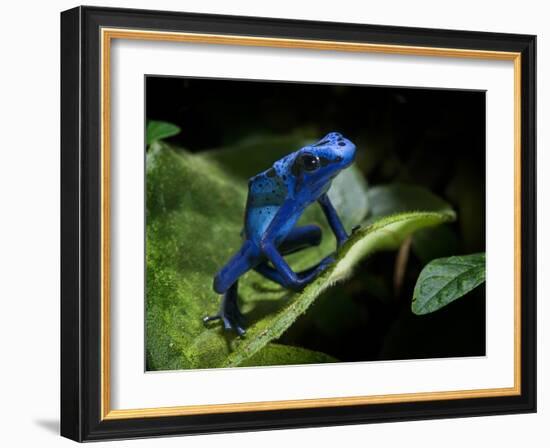 Cobalt Blue Poison Dart Frog (Dendrobates Azureus) Captive, Surinam, South America-Michael D. Kern-Framed Photographic Print