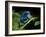 Cobalt Blue Poison Dart Frog (Dendrobates Azureus) Captive, Surinam, South America-Michael D. Kern-Framed Photographic Print