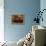 Cobalt Blue Tarantula-Claudia Adams-Framed Premier Image Canvas displayed on a wall