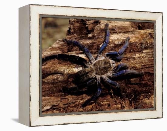 Cobalt Blue Tarantula-Claudia Adams-Framed Premier Image Canvas