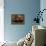 Cobalt Blue Tarantula-Claudia Adams-Framed Premier Image Canvas displayed on a wall