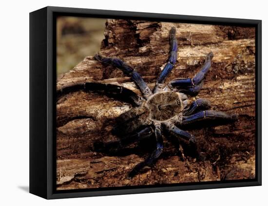 Cobalt Blue Tarantula-Claudia Adams-Framed Premier Image Canvas