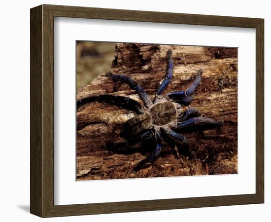 Cobalt Blue Tarantula-Claudia Adams-Framed Photographic Print