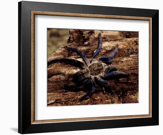 Cobalt Blue Tarantula-Claudia Adams-Framed Photographic Print