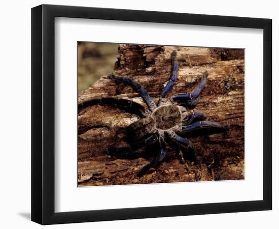 Cobalt Blue Tarantula-Claudia Adams-Framed Photographic Print