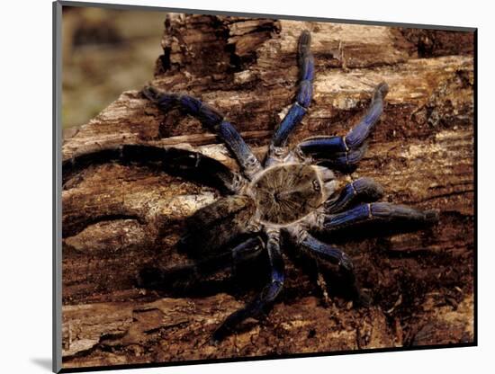 Cobalt Blue Tarantula-Claudia Adams-Mounted Photographic Print