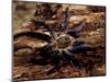 Cobalt Blue Tarantula-Claudia Adams-Mounted Photographic Print