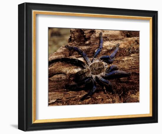 Cobalt Blue Tarantula-Claudia Adams-Framed Photographic Print