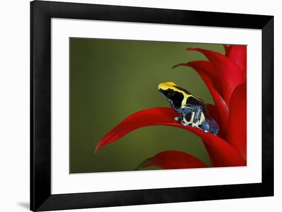 Cobalt poison dart frog-Adam Jones-Framed Photographic Print