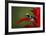 Cobalt poison dart frog-Adam Jones-Framed Photographic Print