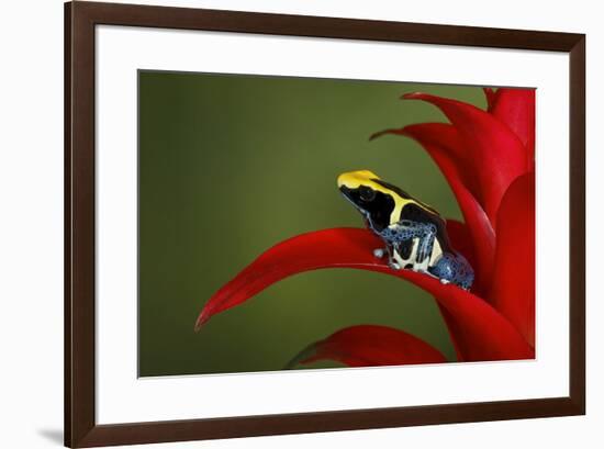 Cobalt poison dart frog-Adam Jones-Framed Photographic Print