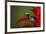 Cobalt poison dart frog-Adam Jones-Framed Photographic Print