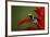 Cobalt poison dart frog-Adam Jones-Framed Photographic Print