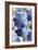 Cobalt Poppies II-Asia Jensen-Framed Art Print