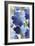 Cobalt Poppies II-Asia Jensen-Framed Art Print