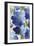 Cobalt Poppies II-Asia Jensen-Framed Art Print