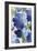 Cobalt Poppies II-Asia Jensen-Framed Art Print