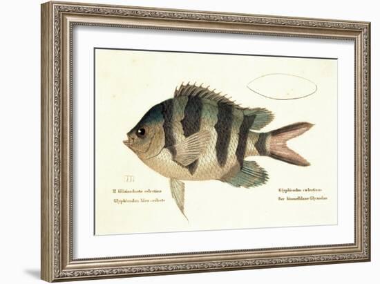 Cobra Fish, from group of color lithographs of fishes animals, 1830.-null-Framed Art Print