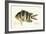 Cobra Fish, from group of color lithographs of fishes animals, 1830.-null-Framed Art Print